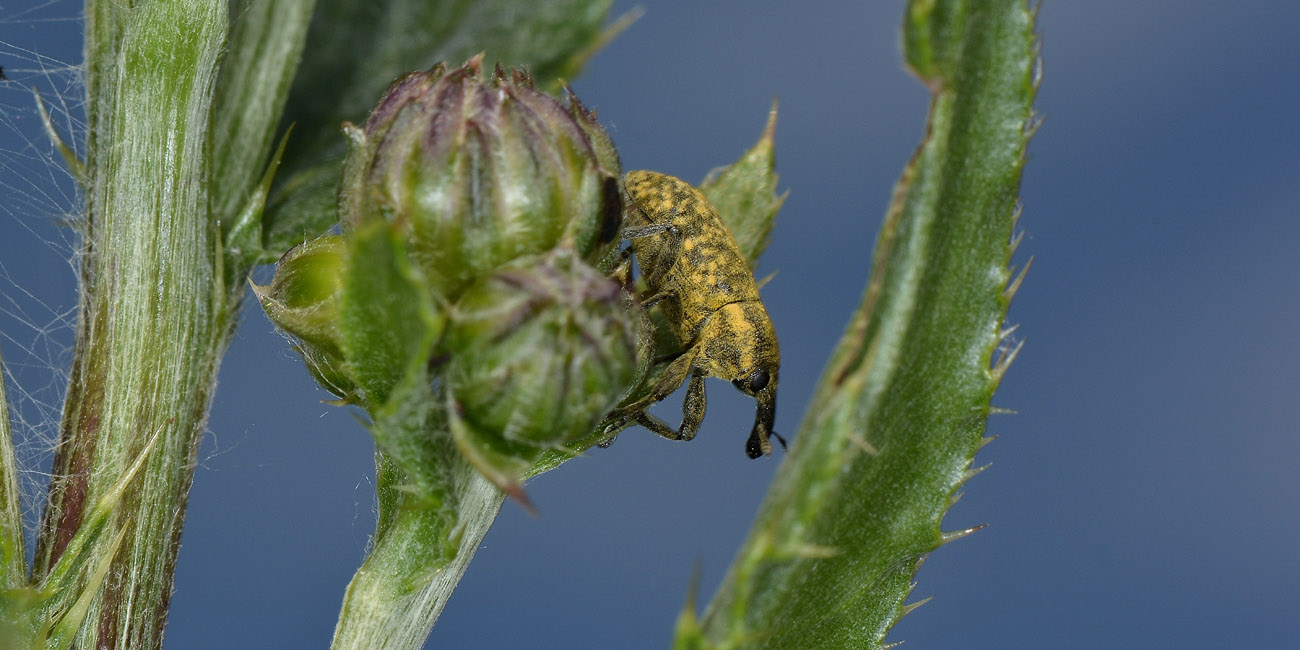 Curculionidae:  Larinus cynarae?  No,  Larinus carlinae